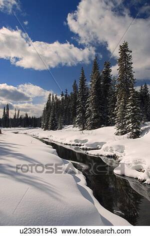 Winter scene in Forest View Large Photo Image Stock Image - Winter scene in Forest. Fotosearch