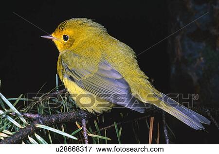 Yellow warbler View Large Photo Image Stock Photo - Yellow warbler. Fotosearch