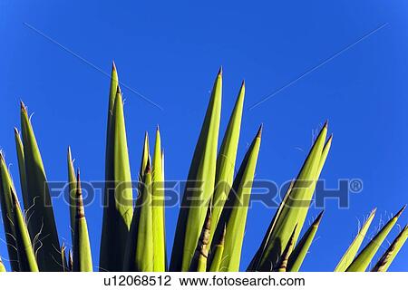Yucca against blue sky View Large Photo Image Stock Image - Yucca against blue sky. Fotosearch
