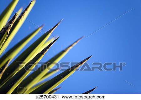Stock Image - Yucca against blue sky. Fotosearch