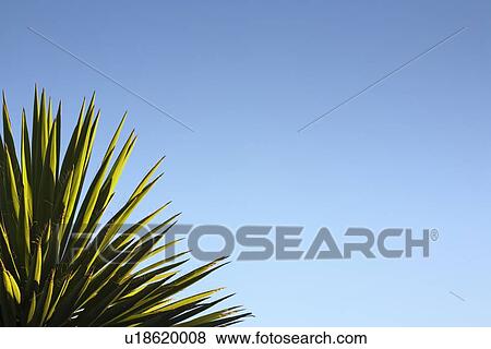 Stock Photo - Yucca against blue sky. Fotosearch