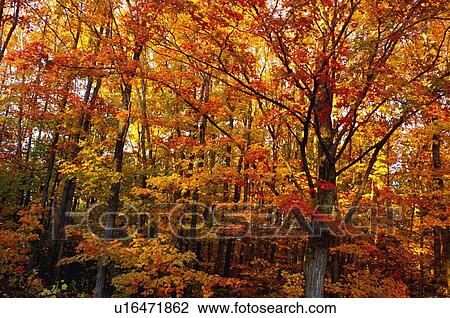 A beautiful autumn tree View Large Photo Image Stock Image - A beautiful autumn tree. Fotosearch