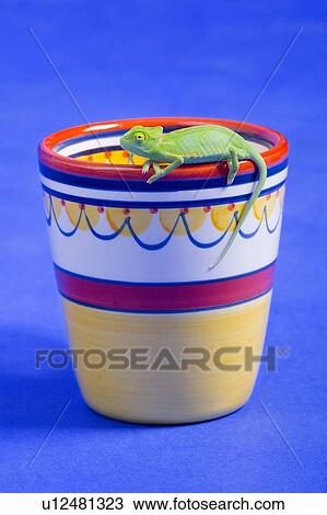 A bright green lizard View Large Photo Image Stock Image - A bright green lizard. Fotosearch