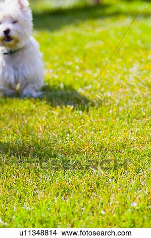 A dog sitting on grass View Large Photo Image Picture - A dog sitting on grass. Fotosearch
