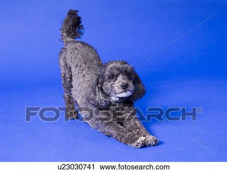 Stock Image - A dog stretches. Fotosearch