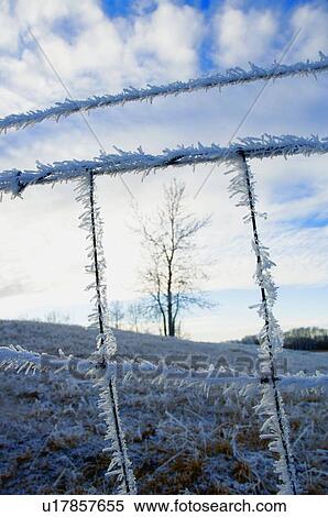 Stock Photography - A frosty fence. Fotosearch