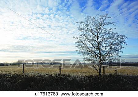 A frosty tree View Large Photo Image Stock Photo - A frosty tree. Fotosearch