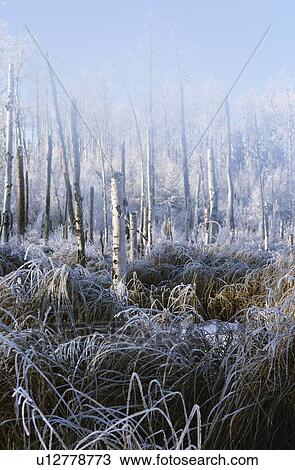 Stock Image - A frosty winter scene. Fotosearch