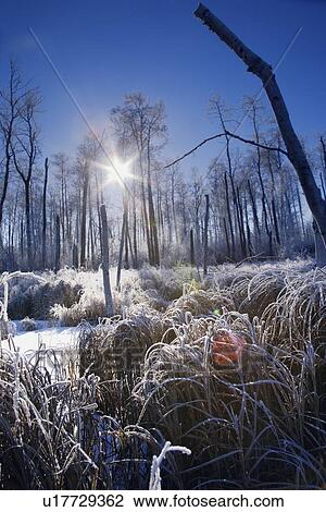 A frosty winter scene View Large Photo Image Stock Image - A frosty winter scene. Fotosearch