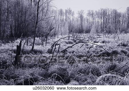 A frosty winter scene View Large Photo Image Stock Image - A frosty winter scene. Fotosearch
