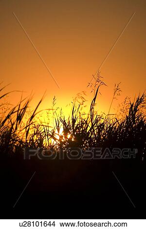 A grassy field at sunset View Large Photo Image Picture - A grassy field at sunset. Fotosearch