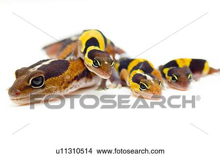 Picture - A group of lizards. Fotosearch