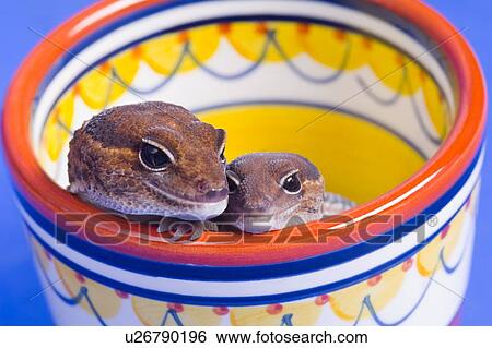 A pair of critters View Large Photo Image Stock Photograph - A pair of critters. Fotosearch