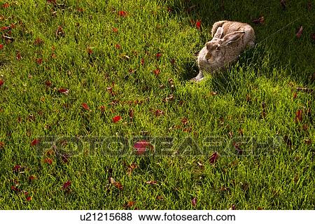 A rabbit in the grass View Large Photo Image Stock Photo - A rabbit in the grass. Fotosearch