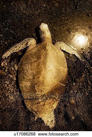 A sea turtle View Large Photo Image Stock Photo - A sea turtle. Fotosearch