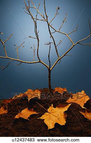 A tree in autumn View Large Photo Image Stock Image - A tree in autumn. Fotosearch