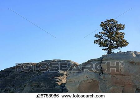 A tree on the edge View Large Photo Image Stock Photograph - A tree on the edge. Fotosearch