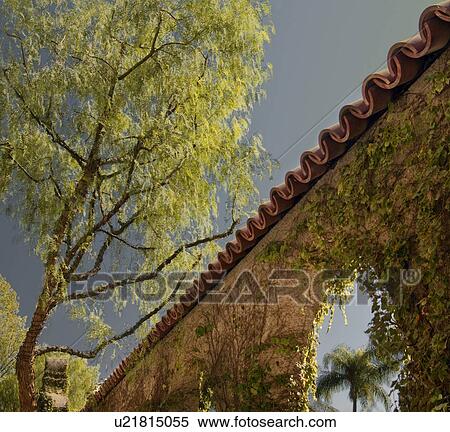 Stock Photography - A wall with vines. Fotosearch