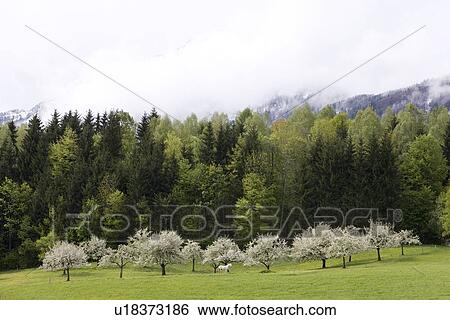 A white horse grazing by apple trees in bloom View Large Photo Image Stock Photograph - A white horse grazing by apple trees in bloom . Fotosearch