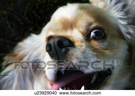 Stock Image - A wide-eyed look. Fotosearch