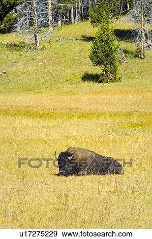 Stock Photo - A wild bison at Yellowstone National Park Wyoming. Fotosearch