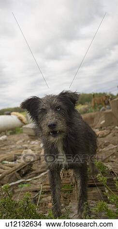 A wild dog View Large Photo Image Picture - A wild dog. Fotosearch