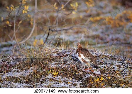 A willow ptarmigan sitting on the snowy autumn tundra View Large Photo Image Stock Photo - A willow ptarmigan sitting on the snowy autumn tundra. Fotosearch