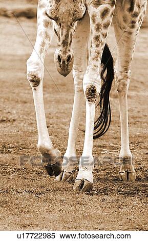A young giraffe View Large Photo Image Stock Photography - A young giraffe. Fotosearch