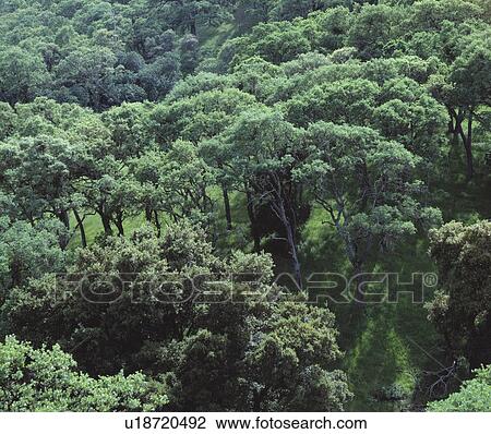 Aerial of forest View Large Photo Image Stock Image - Aerial of forest. Fotosearch