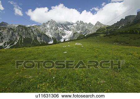 Alpine meadow near Bischofshofen, Austria View Large Photo Image Stock Photograph - Alpine meadow near Bischofshofen, Austria. Fotosearch
