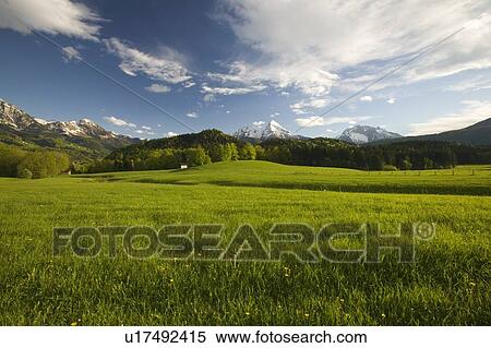 Alpine meadow with Watzmann mountain in the distance View Large Photo Image Stock Photography - Alpine meadow with Watzmann mountain in the distance. Fotosearch