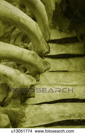 Picture - Animal bones. Fotosearch