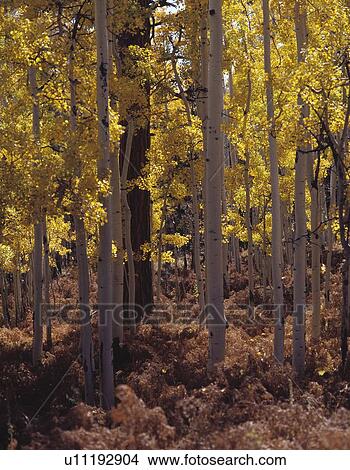 Aspen forest in autumn colors View Large Photo Image Picture - Aspen forest in autumn colors. Fotosearch