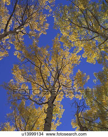 Aspen trees in autumn View Large Photo Image Picture - Aspen trees in autumn. Fotosearch