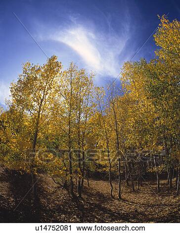 Stock Image - Autumn Aspen trees. Fotosearch
