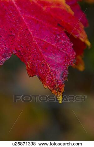 Stock Photo - Autumn leaf. Fotosearch
