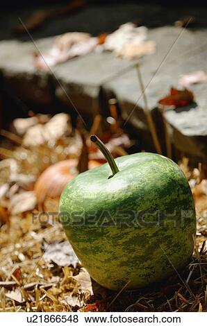 Stock Photo - Autumn produce. Fotosearch