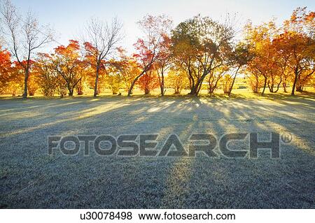 Autumn trees View Large Photo Image Stock Photo - Autumn trees. Fotosearch