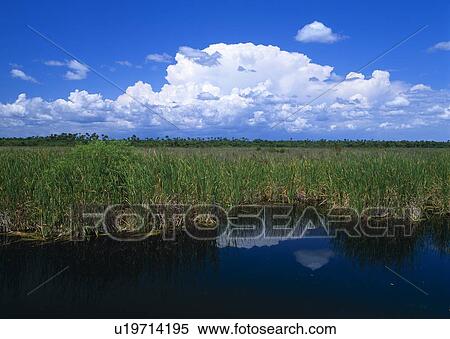 Big Cypress National Preserve View Large Photo Image Stock Photography - Big Cypress National Preserve. Fotosearch
