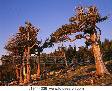 Stock Photograph - Bristlecone pine trees. Fotosearch