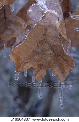 Stock Photo - Brown leaf with icicles. Fotosearch