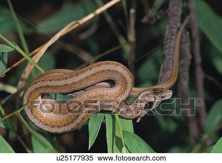Brown snake on a branch View Large Photo Image Stock Photography - Brown snake on a branch. Fotosearch