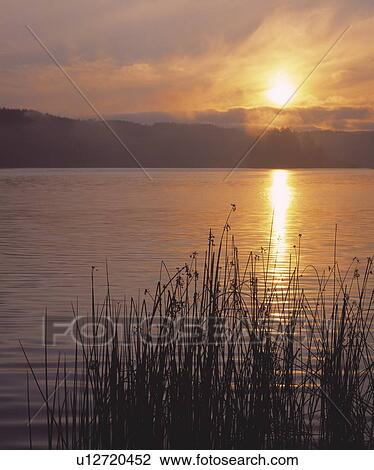 Bulrushes in water View Large Photo Image Stock Image - Bulrushes in water. Fotosearch