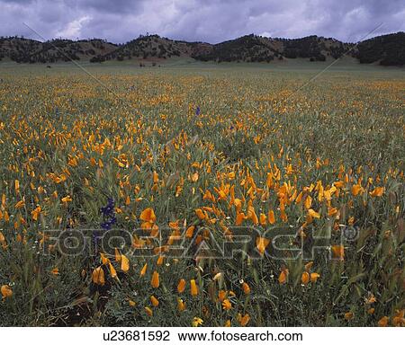 California poppy blossoms, Bear Valley, California, USA View Large Photo Image Stock Image - California poppy blossoms, Bear Valley, California, USA. Fotosearch