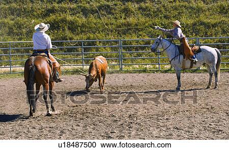 Stock Image - Catching a steer. Fotosearch