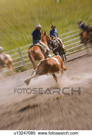 Catching a steer View Large Photo Image Stock Photography - Catching a steer. Fotosearch