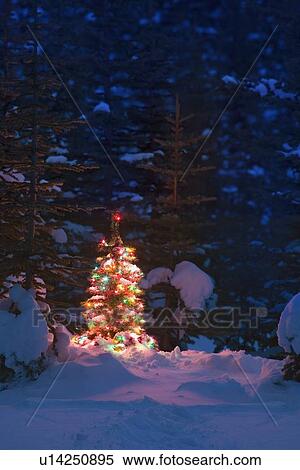 Stock Photography - Christmas Tree in Forest in Winter. Fotosearch