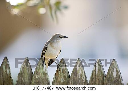 Close up of a mockingbird sitting on a fence, Florida, USA View Large Photo Image Stock Photo - Close up of a mockingbird sitting on a fence, Florida, USA. Fotosearch