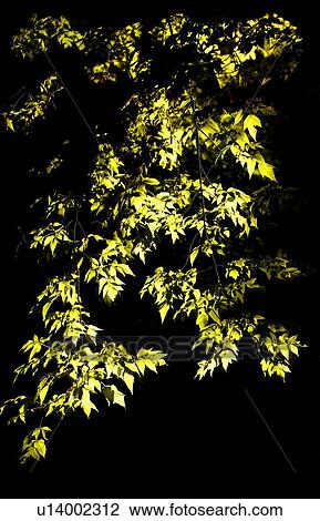 Stock Image - Close-up of branches. Fotosearch