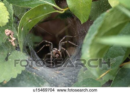 Close up of grass spider retrieving prey from a funnel web View Large Photo Image Picture - Close up of grass spider retrieving prey from a funnel web. Fotosearch